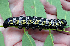 Imbrasia forda forda larva